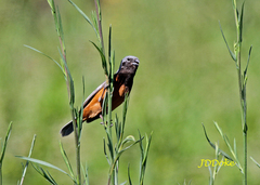 Sporophila ruficollis