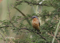 Sporophila hypoxantha