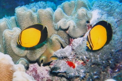 Chaetodon melapterus