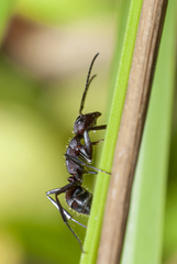 Camponotus leydigi