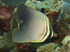 Chaetodon baronessa