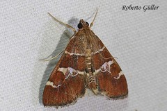 Hymenia