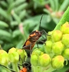 Oncopeltus cingulifer