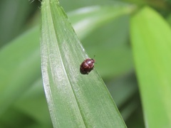 Stelidota geminata