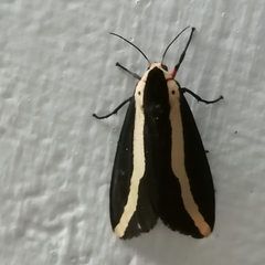 Rajendra perrottetii