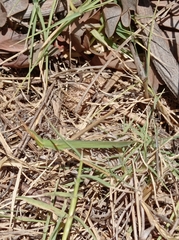 Acrida turrita