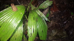 Scaria