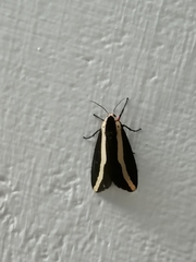 Rajendra perrottetii