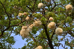 Ceiba speciosa
