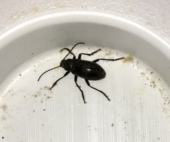 Tarpela micans