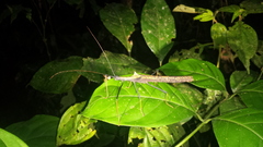 Pseudophasma bispinosum