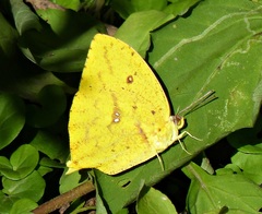 Phoebis neocypris rurina