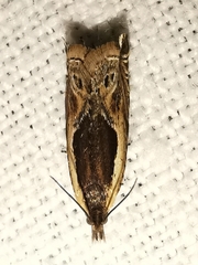 Ancylis apicella