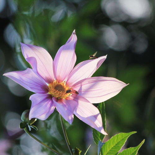 Tree Dahlia