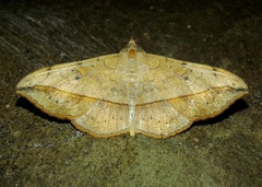 Anticarsia rubricans