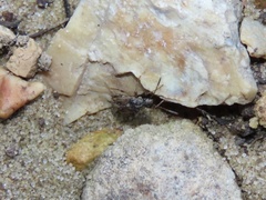 Pseudopachybrachius basalis