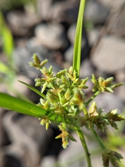 Cyperus dentatus