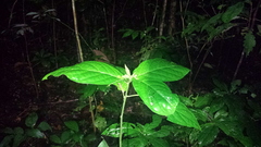Trichostigma peruvianum