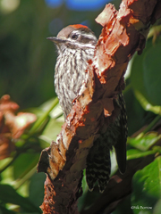 Chloropicus abyssinicus