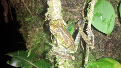 Osteocephalus cabrerai