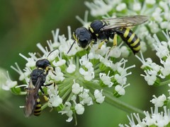 Ectemnius lituratus