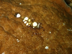 Ancylocaris brevicarpalis