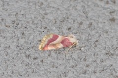 Schinia regina