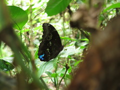 Morpho menelaus