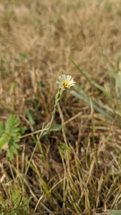 Lactuca saligna
