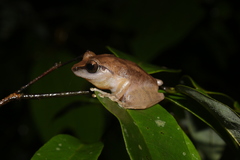 Pseudophilautus