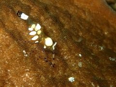 Ancylocaris brevicarpalis