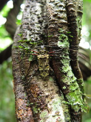 Macropophora trochlearis