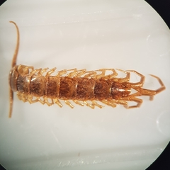 Lithobius