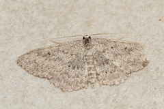 Scopula guancharia