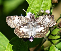 Chiomara asychis autander