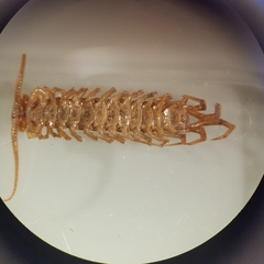 Lithobius