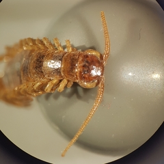 Lithobius