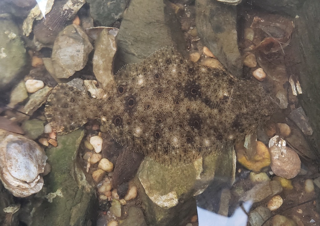 Summer Flounder (Saltwater Fish of Massachusetts) · iNaturalist