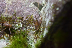 Euhadenoecus puteanus