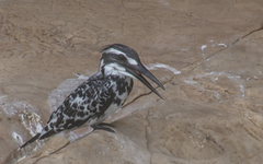 Ceryle rudis leucomelanurus