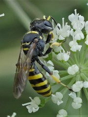 Ectemnius lituratus