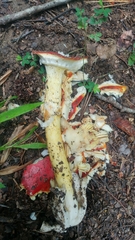 Amanita parcivolvata