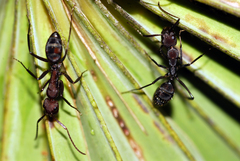 Camponotus leydigi