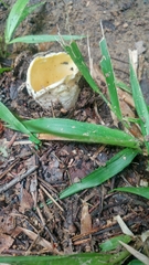 Amanita parcivolvata