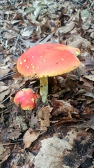 Amanita parcivolvata