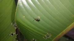 Omophoita peruviana