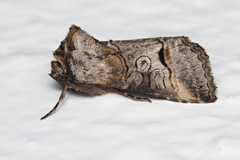 Abrostola canariensis