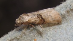 Zebeeba falsalis