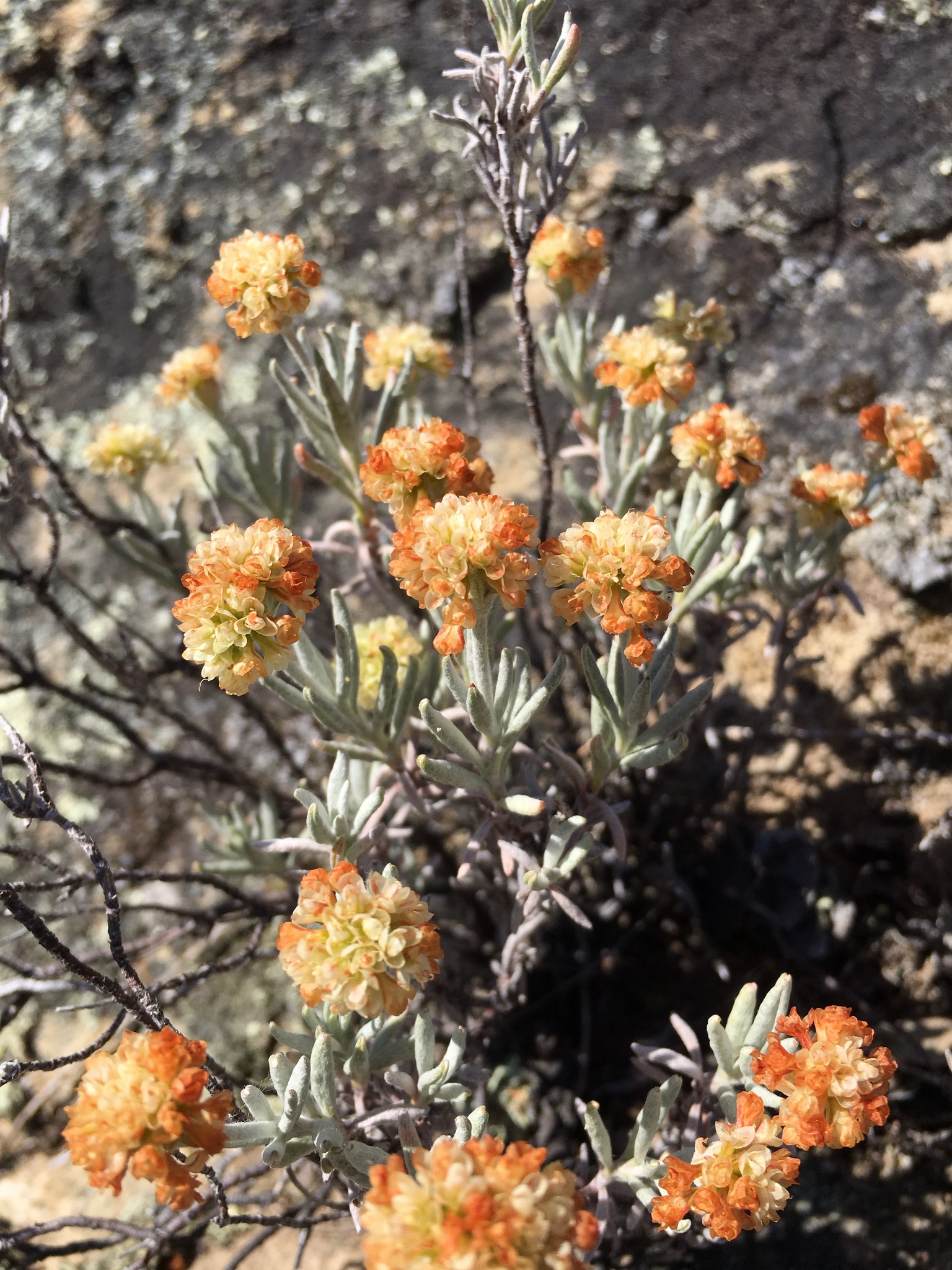 Eriogonum butterworthianum