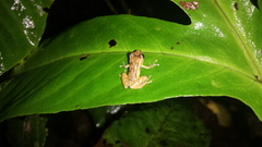 Pristimantis martiae